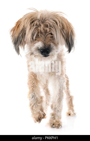 Vecchio Tibetan Terrier, diciotto anni, di fronte a uno sfondo bianco Foto Stock