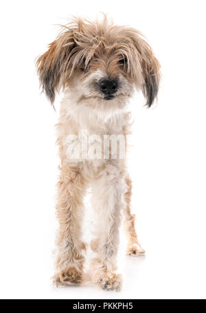 Vecchio Tibetan Terrier, diciotto anni, di fronte a uno sfondo bianco Foto Stock
