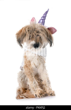 Vecchio Tibetan Terrier, diciotto anni, di fronte a uno sfondo bianco Foto Stock