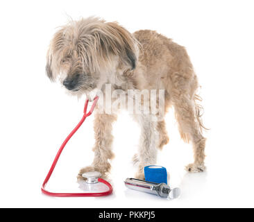 Vecchio Tibetan Terrier, diciotto anni, di fronte a uno sfondo bianco Foto Stock