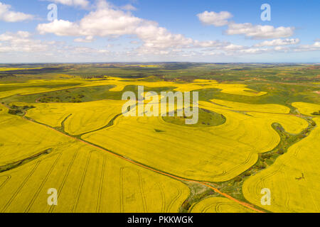 Vista aerea del campo di canola, Midwest, Australia occidentale Foto Stock