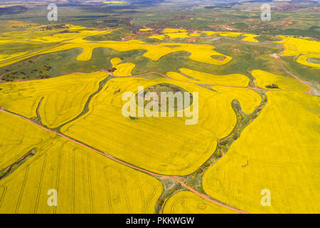 Vista aerea del campo di canola, Midwest, Australia occidentale Foto Stock