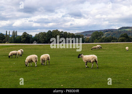 La Chatsworth Settlement dispone di una vasta gamma di fonti di reddito in aggiunta ai fitti agricoli. Diverse migliaia di acri di tenuta, soprattutto intorno Foto Stock