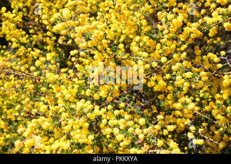 Il giallo dei fiori di bargiglio - Australian Flora nativa Foto Stock