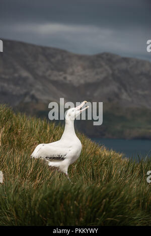 Un maschio adulto albatro errante (Diomedia exulans) sky chiamando, poiting, visualizzazione su Bird Island, Georgia del Sud Foto Stock