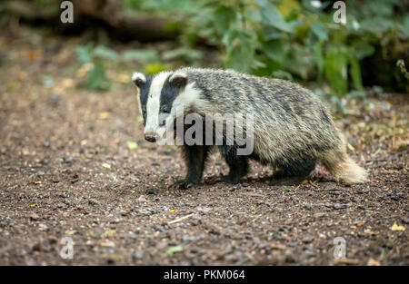 Badger. wild, nativo, European badger nel bosco naturale impostazione. Nome scientifico: Meles meles. Rivolto verso sinistra. Paesaggio. Orizzontale. Foto Stock