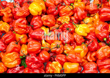 Fresh giallo, arancione e rosso mini peperoni per la vendita su un mercato Foto Stock