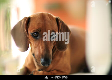 Il cane dachshund guardando. Foto Stock