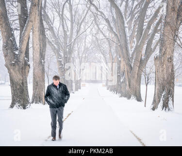 Fort Collins, CO, Stati Uniti d'America - 4 Gennaio 2017: un solitario giovane uomo a piedi attraverso un vicolo di vecchi alberi di Olmo in una bufera di neve - - storico ovale a Colorado S Foto Stock