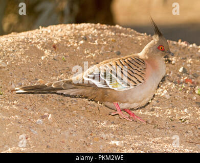 Australian crested pigeon, Ocyphaps lophotes, in outback città di Bourke NSW Foto Stock