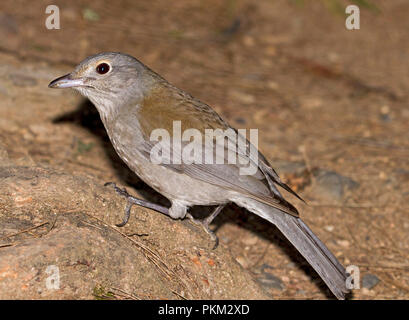 Australian shrike grigio-tordo sulla roccia ad area campeggio nel parco nazionale vicino Dorrigo NSW Foto Stock