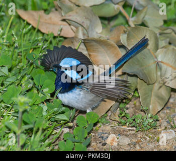 Bella Australian maschio fairywren superba, Malurus cyaneus, con testa blu, e ali, disteso sul terreno tra la vegetazione verde in NSW Foto Stock