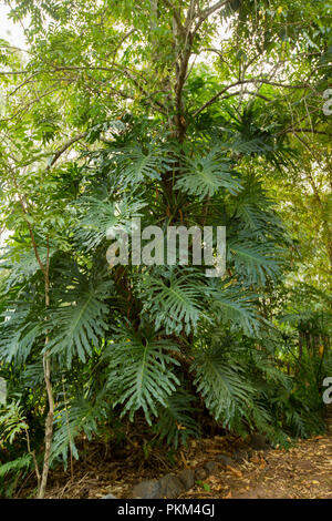 Philodendrom selloum, pianta tropicale con grandi foglie di colore verde scuro Foto Stock