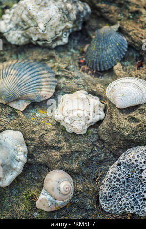 Conchiglie di mare giacente su di una superficie di roccia. Foto Stock