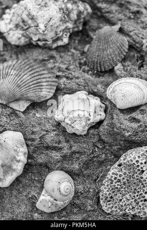 Conchiglie di mare giacente su di una superficie di roccia. Foto Stock