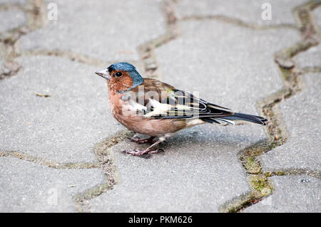Petite brambling in piedi sul marciapiede, avente il cibo nel suo becco, guardando a sinistra Foto Stock