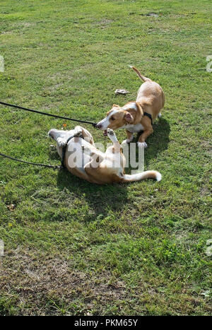 Rulli del cane nell'erba su un cane a camminare in una giornata di sole a Stoccolma, Svezia. Foto Stock