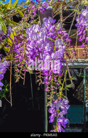 Primavera colpo di glicine viola bloom. Close-up di fiori a cascata verso il basso. Foto Stock