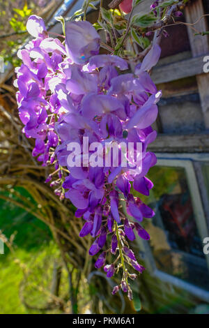 Immagine ravvicinata di fiore di glicine che è stata presa su una soleggiata giornata di primavera. Mostra una bella purble bloom. Foto Stock