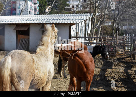 Closeup ritratto di due cavalli giocoso insieme al campo di fattoria/ marrone e cavalli bianchi giocare insieme Foto Stock