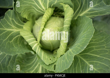 Cavolo cuore di bue, di coltivazione a frutteto Foto Stock