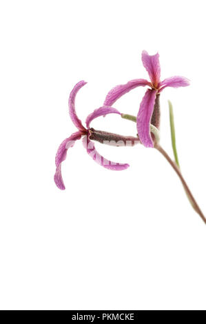 Matthiola fruticulosa, fiore con sfondo bianco Foto Stock