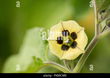 Physalis peruviana, Golden berry, fiore Foto Stock