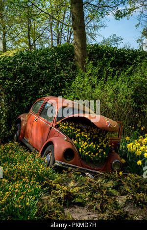 Lisse, Paesi Bassi - 22 Aprile:tulipani su rosso scarabeo di Volkswagen a Keukenhoff, Tulip Gardens Foto Stock