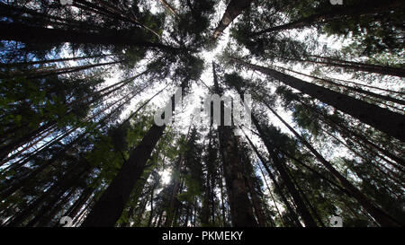 Varietà corone di alberi nella foresta di primavera contro il cielo blu con il sun. Vista inferiore degli alberi. I raggi di luce solare stanno attraversando tree corone. Foto Stock