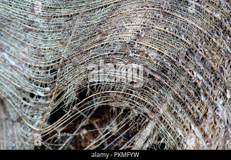 Fibre di un palmo di corteccia di albero, Ankanin Ny Nofy, Madagascar Foto Stock