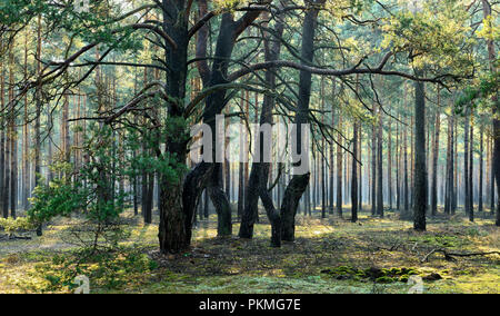 Foresta di Pini (pinus), Morning mist, raggi di sole attraverso la nebbia, Brandeburgo, Germania Foto Stock