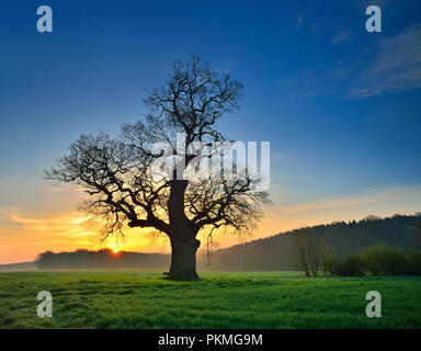 Solitaria vecchia quercia (Quercus) nel campo verde, dawn, nebbia mattutina, Harz foreland, Sassonia-Anhalt, Germania Foto Stock