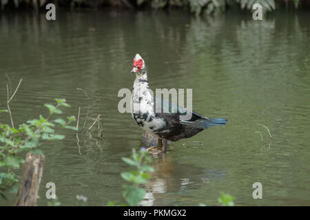 Il Siam duck nuotare nel lago, il selvaggio e molto cordiale Foto Stock