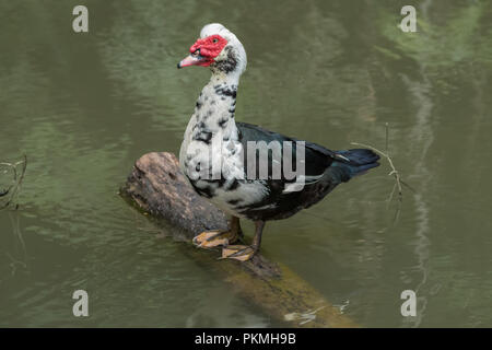 Il Siam duck nuotare nel lago, il selvaggio e molto cordiale Foto Stock