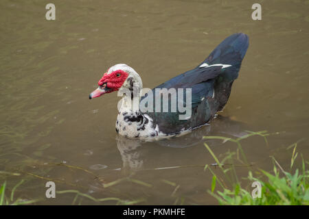 Il Siam duck nuotare nel lago, il selvaggio e molto cordiale Foto Stock