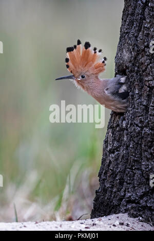 Upupa (Upupa epops), giovane bird prima di volare, Riserva della Biosfera Mittelelbe, Sassonia-Anhalt, Germania Foto Stock