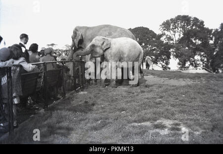 Storico, 1920s, i visitatori di uno zoo arrivare fino in prossimità di due elefanti, Inghilterra, Regno Unito. Grazie ai popoli di fascino con elefanti, questi magnifici animali sono stati a lungo un top attrazione per i giardini zoologici e in questo quadro, solo un piccolo recinto sia tra di loro e il pubblico in generale, che amava la loro alimentazione tratta. Foto Stock