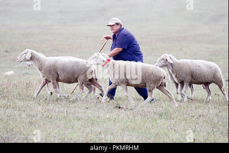 Crawinkel, Turingia. Xiv Sep, 2018. Partecipante Anita Hermes con il suo cane Dan al confine tedesco Collies sheepdog campionati. Il miglior imbrancandosi cani e hobby pastori della Germania sono determinati in una competizione su più turni. Credito: Bodo Schackow/dpa-Zentralbild/ZB/dpa/Alamy Live News Foto Stock