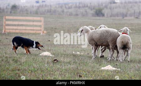 Crawinkel, Turingia. Xiv Sep, 2018. Border Collie Dan al confine tedesco Collies sheepdog campionati. Il miglior imbrancandosi cani e hobby pastori della Germania sono determinati in una competizione su più turni. Credito: Bodo Schackow/dpa-Zentralbild/ZB/dpa/Alamy Live News Foto Stock