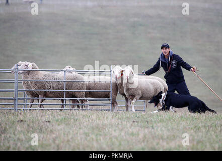 Crawinkel, Turingia. Xiv Sep, 2018. Partecipante Hendrik Kienker con il suo cane Star al confine tedesco Collies sheepdog campionati. Il miglior imbrancandosi cani e hobby pastori della Germania sono determinati in una competizione su più turni. Credito: Bodo Schackow/dpa-Zentralbild/ZB/dpa/Alamy Live News Foto Stock