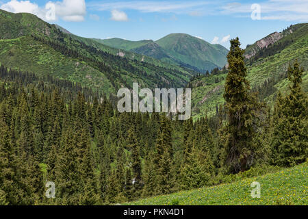 Tyup fiume si snoda attraverso la valle boscosa, Loop Keskenkyia trek, Jyrgalan, Kirghizistan Foto Stock