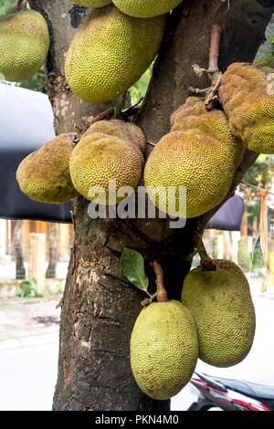 Frutta jack sulla struttura ad albero Foto Stock