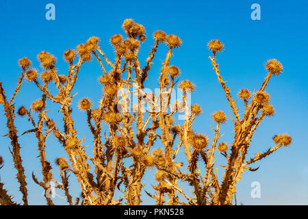 Texture di cardo secco in estate e cielo blu. Ocra, marrone, giallo paglia e chiari colori blu. Foto Stock