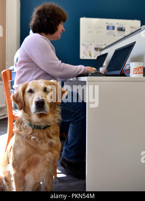 Donna al lavoro su il suo computer portatile alla sua scrivania con 'Sophie' un bambino di 8 anni il Golden Retriever, durante una portare il vostro cane al giorno di lavoro, Bordon, Hampshire, Regno Unito. Foto Stock