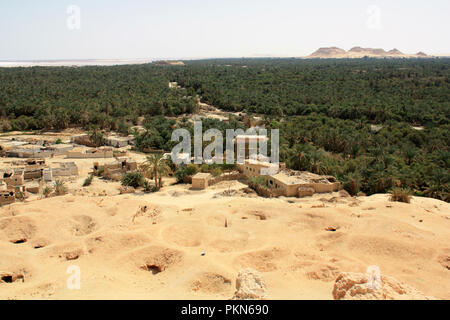Data di piantagione di palme in Siwa, Oasi di Siwa, Egitto, visto dalla montagna di morti Foto Stock