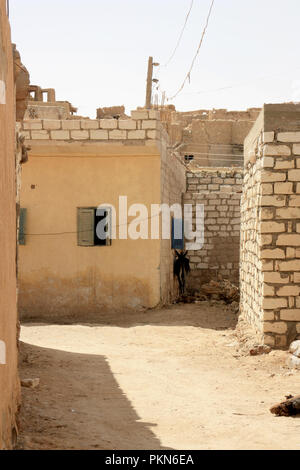 Donkey appoggiata contro una argilla muro di mattoni nel centro della città di Siwa, Oasi di Siwa, Egitto Foto Stock