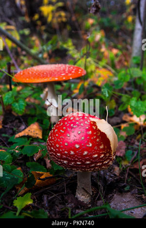 Giallo caduta foglie e funghi del fly agaric nella foresta Foto Stock