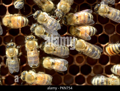 Miele Api lavorare insieme nel loro alveare. Foto Stock