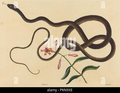 Il Coach-Whip Snake (Coluber flagello). Data: pubblicato 1731-1743. Medium: colorata a mano in attacco. Museo: National Gallery of Art di Washington DC. Autore: Mark Catesby. Foto Stock