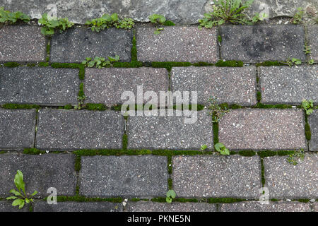 All'aperto, mossy mattone di cammino. Foto Stock